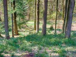 IMGP7208_HDR5_Roedgran_med_opvaekst